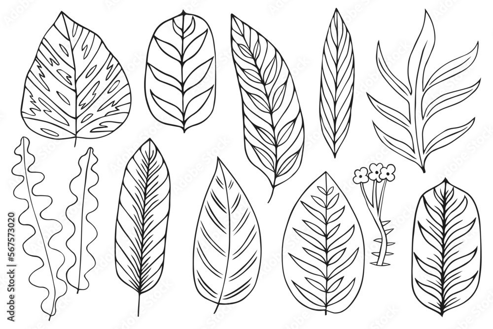 Set collection plants leave hand drawn vector. Drawing beautiful leaves, a decorative tropical set	