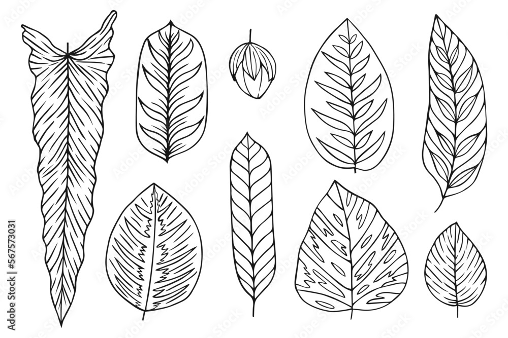 Set collection plants leave hand drawn vector. Drawing beautiful leaves, a decorative tropical set	