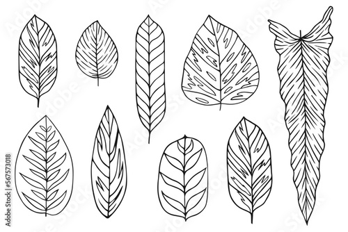 Set collection plants leave hand drawn vector. Drawing beautiful leaves  a decorative tropical set 