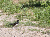 Fat Wagtail