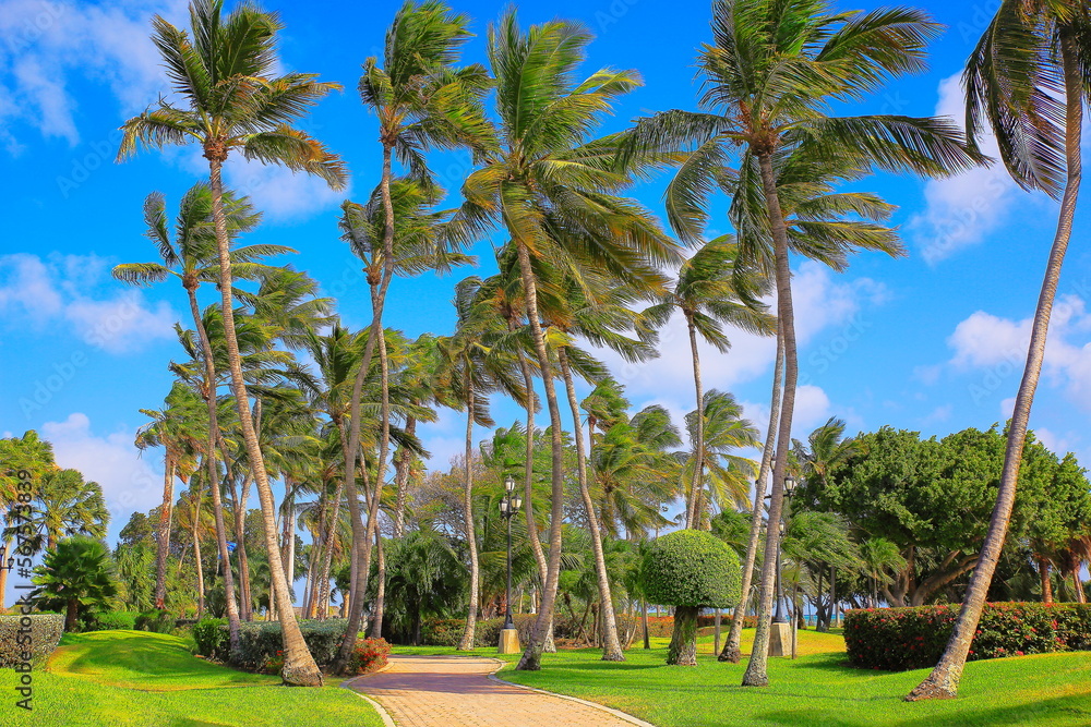 Tropical paradise, idyllic palm trees and footpath in Aruba, Dutch Caribbean