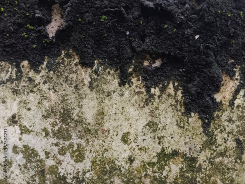lichenand grunge texture