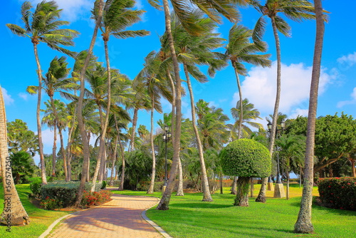 Obraz na płótnie Tropical paradise, idyllic palm trees and footpath in Aruba, Dutch Caribbean w salonie
