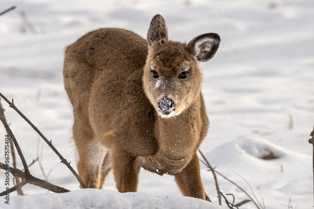 Juvenile White Tailed Deer (Odocoileus virginianus) braces against the cold. Thick insulating coat helps this young cervid in the harsh Minnesota winter. Juvenile White Tailed Deer (Odocoileus virginianus) braces against the cold. Thick insulating coat helps this young cervid in the harsh Minnesota winter.