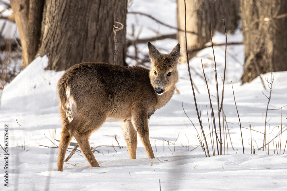Adorable fluffy White Tailed Deer (Odocoileus virginianus) fawn chewing sticks. Juvenile cervid feeding in the cold Minnesota winter Adorable fluffy White Tailed Deer (Odocoileus virginianus) fawn chewing sticks. Juvenile cervid feeding in the cold Minnesota winter