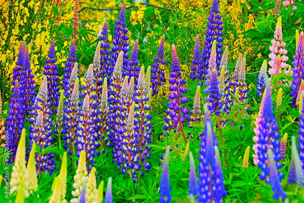 Delicate lupin flowers pattern in a bloom at springtime, Norway, Scandinavia