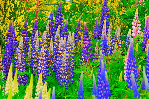 Obraz na płótnie Delicate lupin flowers pattern in a bloom at springtime, Norway, Scandinavia w salonie