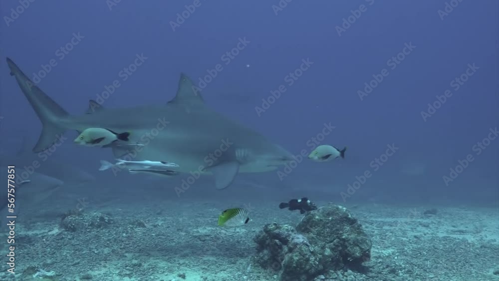 Pack of sharks in school of fish underwater Pacific Ocean Tonga. Dangerous animal gray bull shark and tropical fish in marine wildlife swimming in search of food Pack of sharks in school of fish underwater Pacific Ocean Tonga. Dangerous animal gray bull shark and tropical fish in marine wildlife swimming in search of food