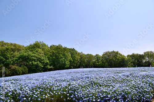 【埼玉県滑川町】国営武蔵丘陵森林公園 ネモフィラ花壇