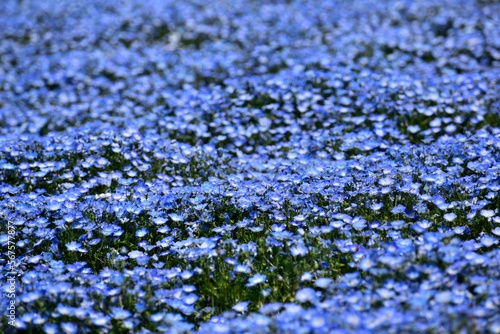ネモフィラ花壇 青い花アップ
