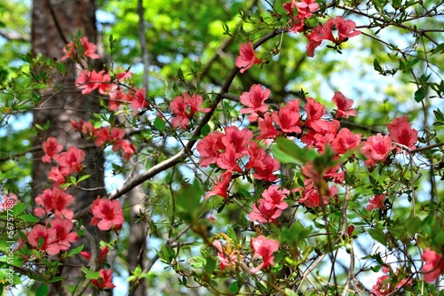 赤いヤマツツジの花アップ