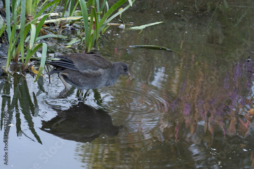 Dusky Moorhen Taken In Summer In Nearby Wetlands Melbourne © FeiLong001