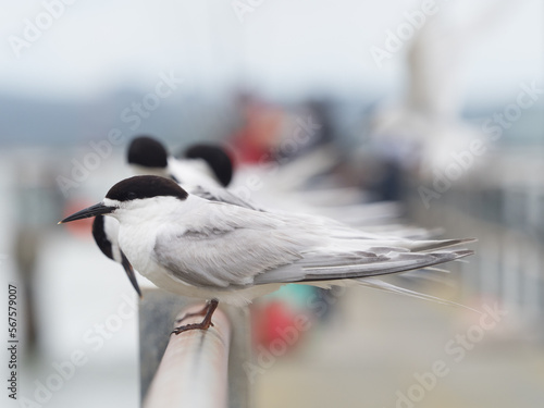 A close up side view of a white fronted tern (Sterna striata) standing on a railing with other terns blurred in background. photo