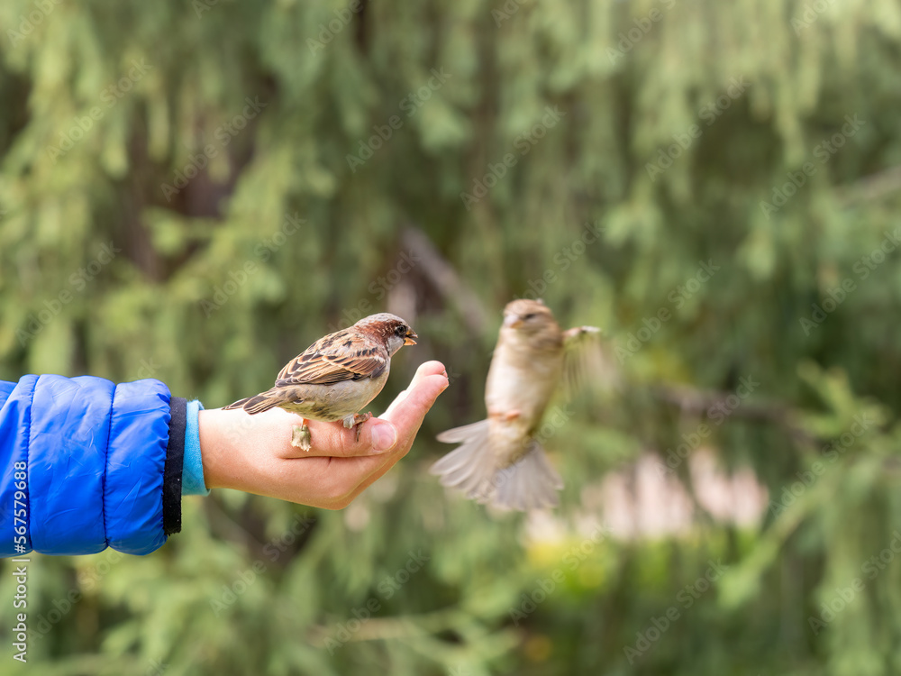 The boy feeds the birds with seeds from his hand. Sparrow eats seeds from the boy's hand