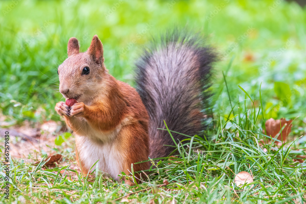 Autumn squirrel with nut sits on green grass with fallen yellow leaves Autumn squirrel with nut sits on green grass with fallen yellow leaves