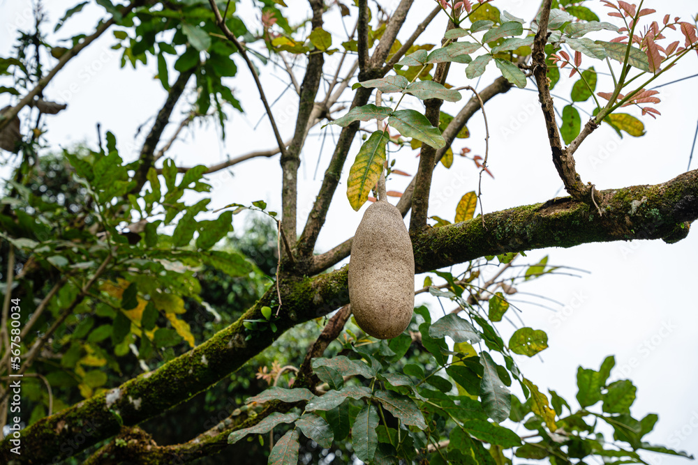 Kigelia is a genus of flowering plants in the family Bignoniaceae. The genus consists of only one species, Kigelia africana, which occurs throughout tropical Africa.