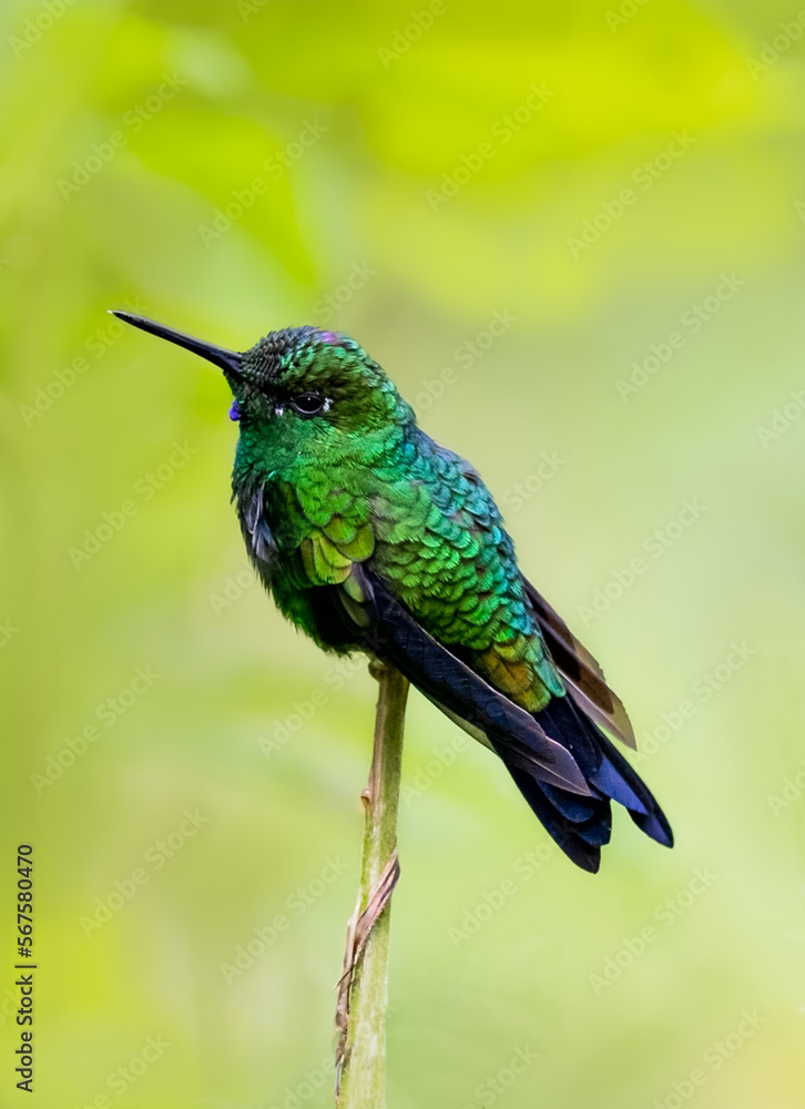 Fototapeta premium Colibrí en rama 