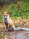 Close up of a red fox Vulpes vulpes, sitting on a path in the forest.