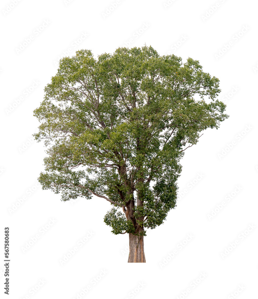 Obraz premium Isolated single tree greenery botanical