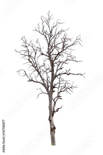 Single old and dead tree isolated