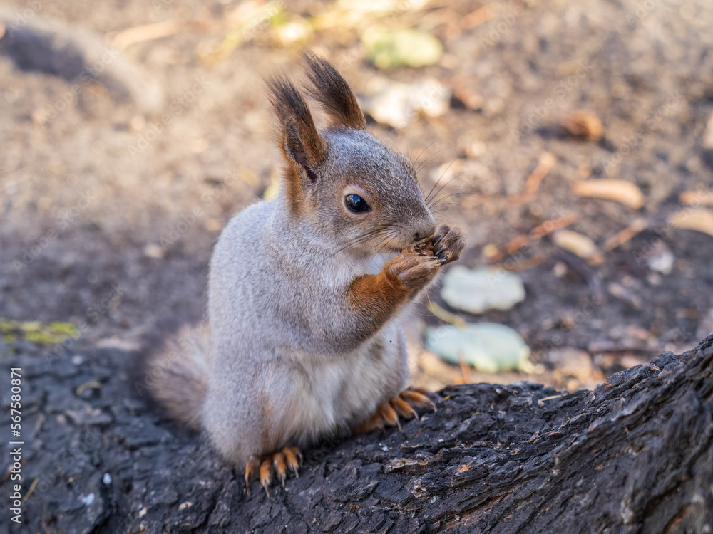 The squirrel with nut sits on tree in the autumn. Eurasian red squirrel, Sciurus vulgaris. The squirrel with nut sits on tree in the autumn. Eurasian red squirrel, Sciurus vulgaris.
