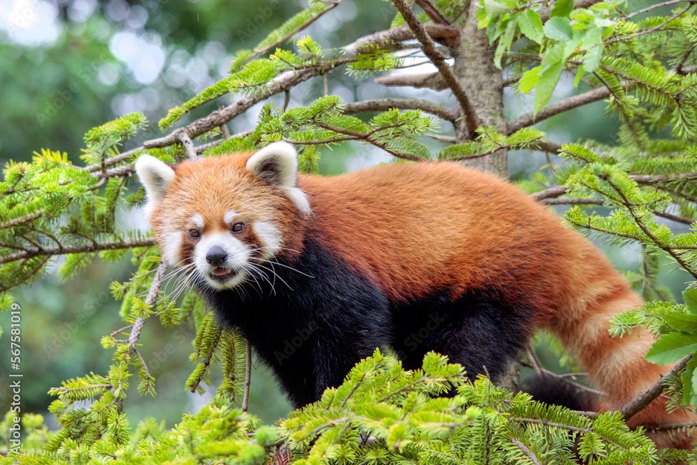 Naklejka premium 松の木に上ったレッサーパンダ