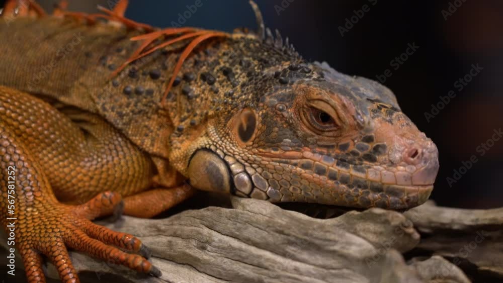 Zooming in on the face of a scaly iguana lying on a piece of wood. Zooming in on the face of a scaly iguana lying on a piece of wood.
