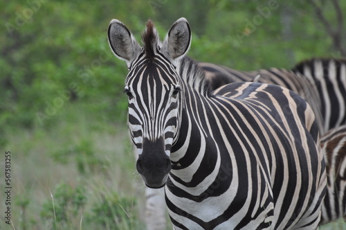 Zebra