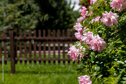Fototapeta Naklejka Na Ścianę i Meble -  Pink roses growing over wooden garden fence.