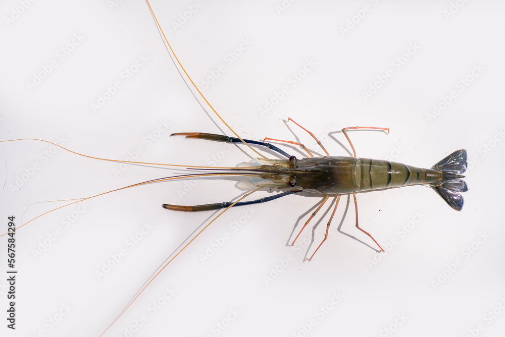 crayfish on white crayfish on white