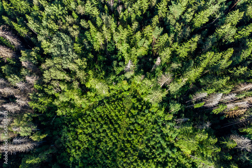 Overgrown clearing surrounded by old forest  compensatory tree planting  aerial view