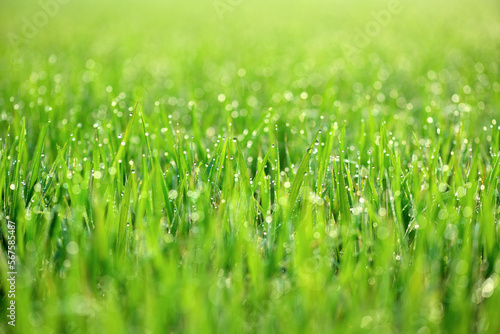 Close-up of grass blades with dew drops in the field.