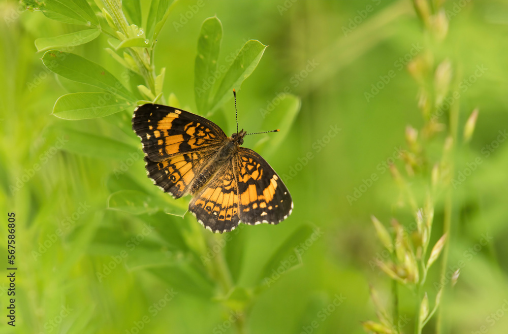 Obraz premium Pearl Crescent