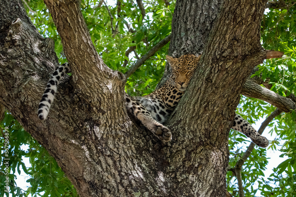 Leopard sleeping in the Branches of a Tree Leopard sleeping in the Branches of a Tree