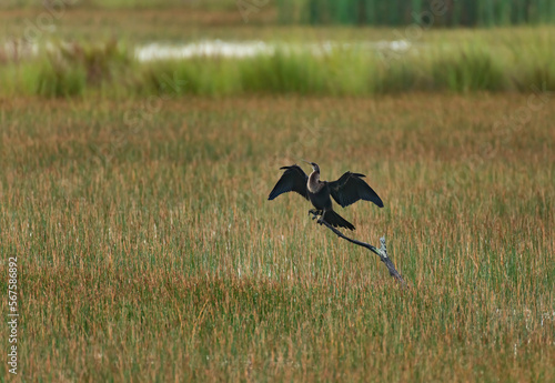 anhinga sunning
