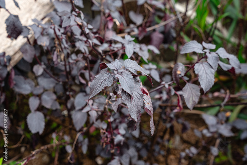 Purple Perilla frutescens var. crispa, also known by its Japanese name shiso, is a cultigen of Perilla frutescens, a herb in the mint family Lamiaceae. beef steak plant. photo