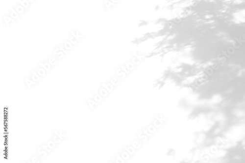 abstract blur of shadow leaf on white wall background