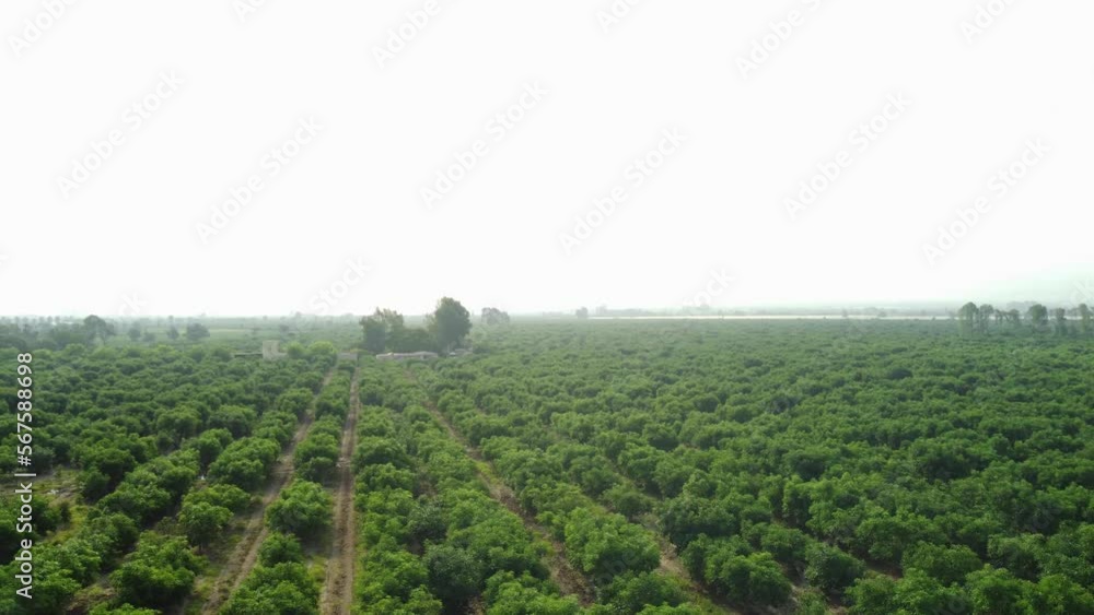Drone orbits and turns above agricultural green fields. Rows of tall plants go into the distance. In the horizon more farms. Foggy sky turning the blue sky white. Located in Quilmana in Southern Peru. Drone orbits and turns above agricultural green fields. Rows of tall plants go into the distance. In the horizon more farms. Foggy sky turning the blue sky white. Located in Quilmana in Southern Peru.