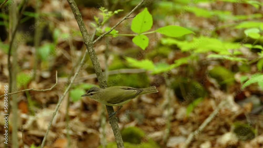 Red-Eyed Vireo (Vireo olivaceus) sitting on branch in woods, American songbird Red-Eyed Vireo (Vireo olivaceus) sitting on branch in woods, American songbird