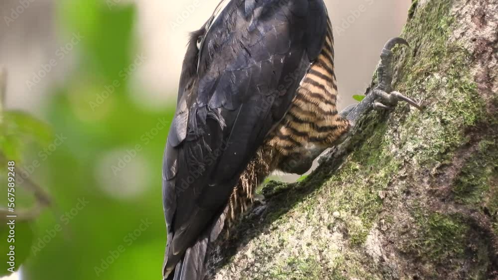 Closeup shot Crimson-crested woodpecker climbing tree searching for food, Panama Closeup shot Crimson-crested woodpecker climbing tree searching for food, Panama