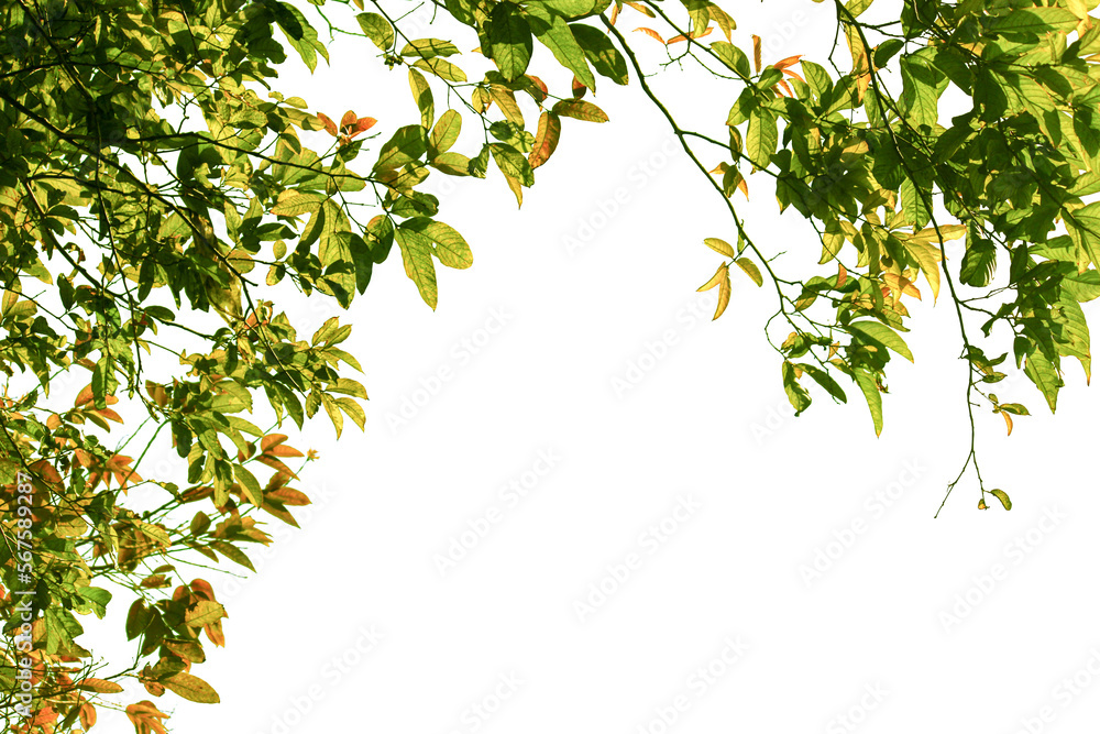 leaves on a branch leaves on a branch