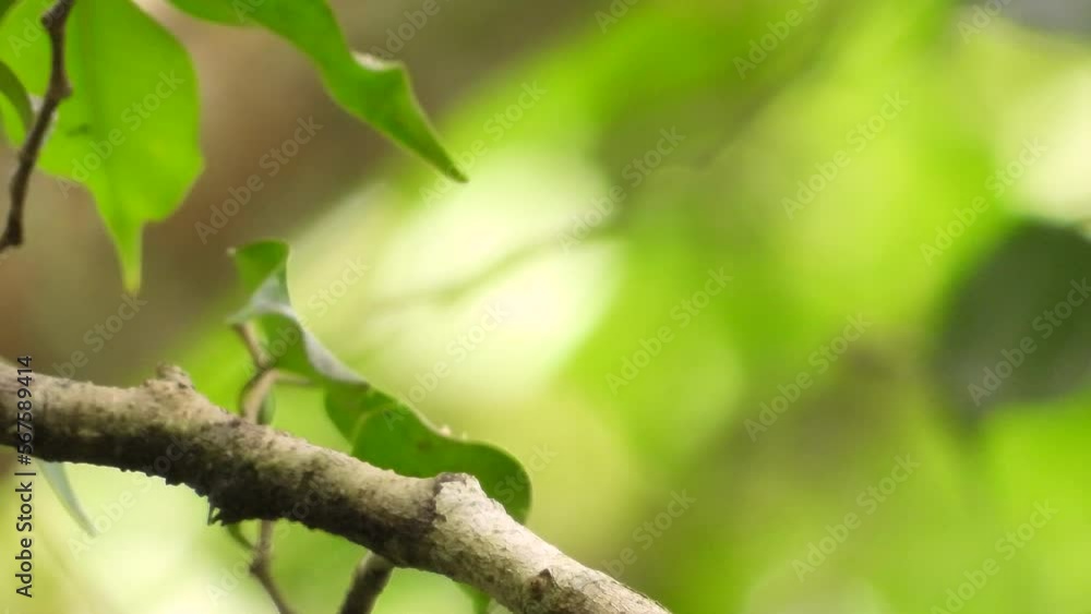 Close-up Attentive Red-capped Manakin takes off from a tree branch, blurred lush foliage in the background Close-up Attentive Red-capped Manakin takes off from a tree branch, blurred lush foliage in the background