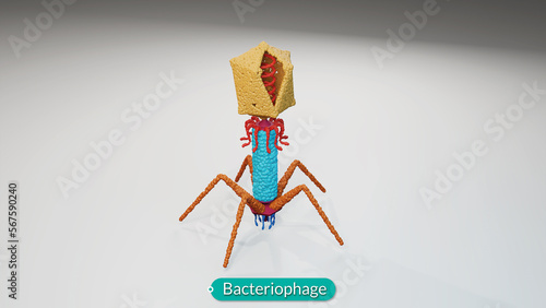Explore bacteriophage in stunning 3D detail. Learn about components, how they work and defeat bacteria.