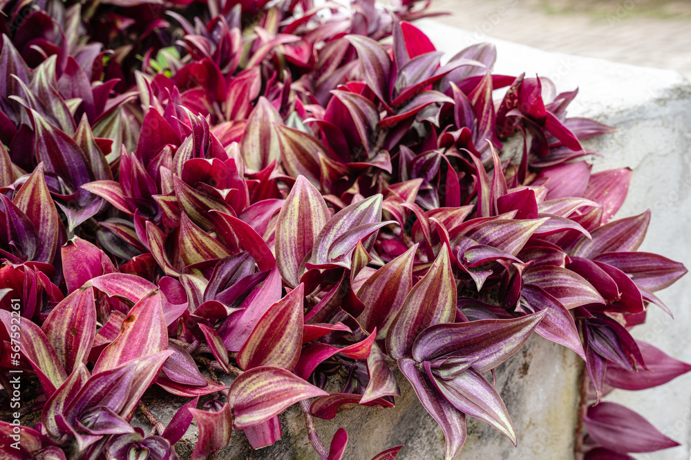 Tradescantia zebrina, formerly known as Zebrina pendula, is a species