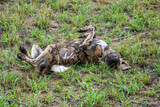 African Painted Dog Rolling and Playing in the Grass