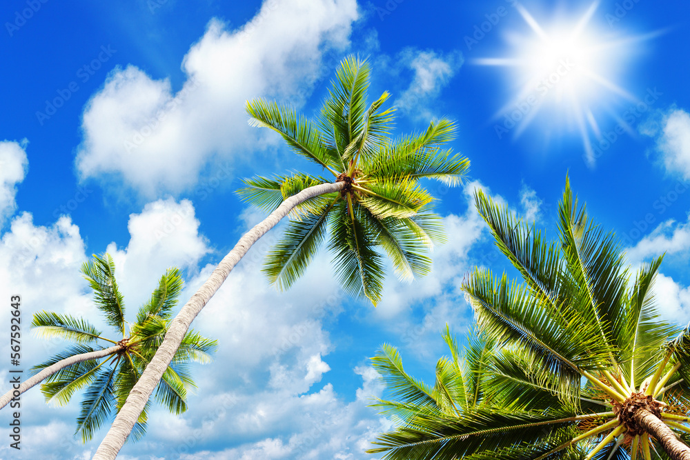 Palm tree green branches, sun blue sky white cloud background, coconut palms leaves, tropical sea island beach, ocean coast landscape, beautiful exotic nature, summer holidays, relax vacation, tourism Palm tree green branches, sun blue sky white cloud background, coconut palms leaves, tropical sea island beach, ocean coast landscape, beautiful exotic nature, summer holidays, relax vacation, tourism