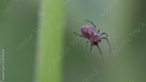 An Alpaida versicolor spider sitting on her web photo