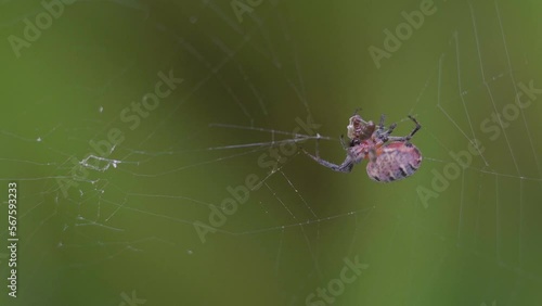 An Alpaida versicolor spider catching a dipteran on her web photo