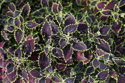 Coleus コリウス photo