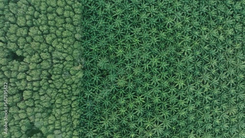 Top view aerial shot of the palm grove in the morning,palm grove and shadows from palm trees,Amazing nature trees background